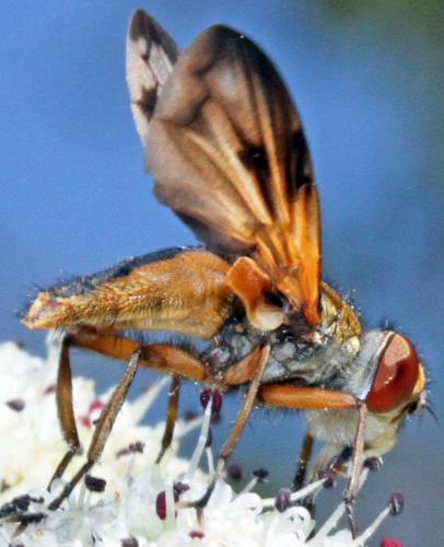 Ectophasia crassipennis